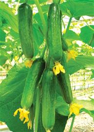 洋菜壟斷市場青島七成種子進(jìn)口