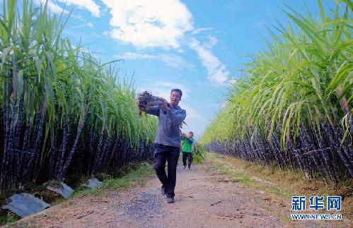 （走基層·喜迎十八大）（1）廣西玉林：特色農業(yè)鼓起農民錢袋子