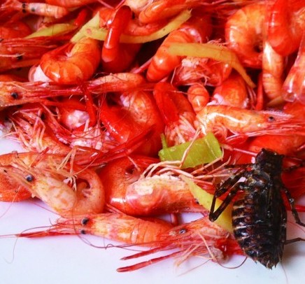 炸蝦吃出大黑蟲(chóng) 老板娘稱蜻蜓幼蟲(chóng)專門配菜 炸蝦吃出大黑蟲(chóng) 老板娘稱蜻蜓幼蟲(chóng)專門配菜