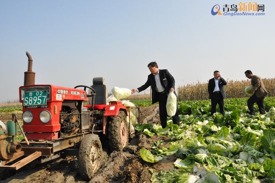 平度白菜豐收銷售遇冷:全民總動(dòng)員拯救菜賤傷農(nóng)