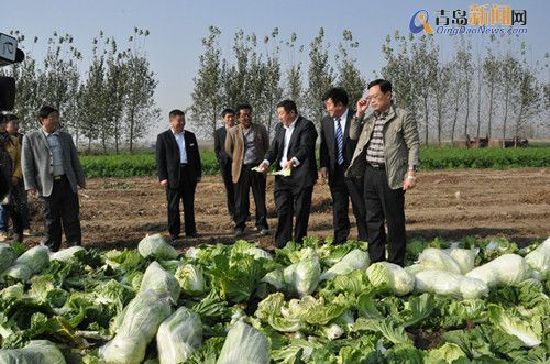 平度白菜豐收銷售遇冷:全民總動(dòng)員拯救菜賤傷農(nóng)