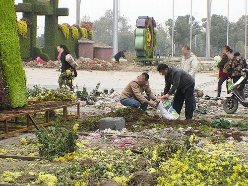 湖北30萬盆菊花遭哄搶 展會方擔心沖突未制止