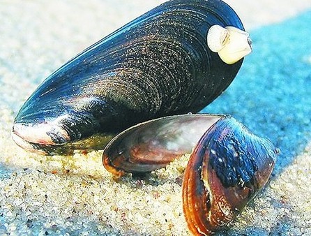 香港進口紫貽貝含毒素 青島吃貨擔心海虹有毒