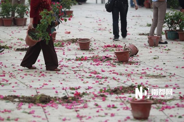 江門(mén)免費(fèi)派花 民眾推倒圍欄哄搶