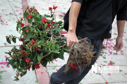 江門免費(fèi)派花 民眾推倒圍欄哄搶