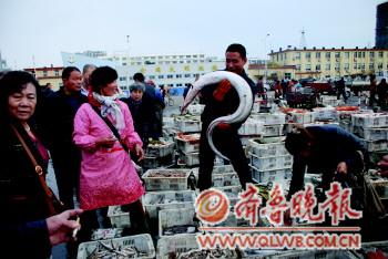 漁民撈到28斤重大鰻魚(yú) 酒店?duì)帗?0元1斤買(mǎi)走