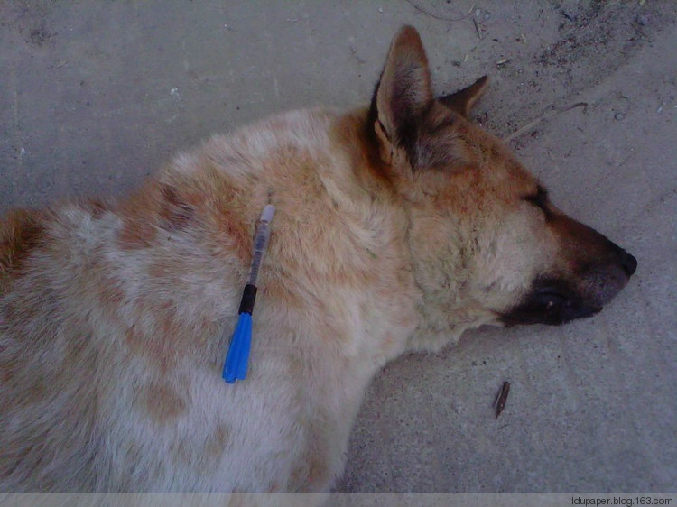 在農(nóng)村偷狗被抓到就是這下場！