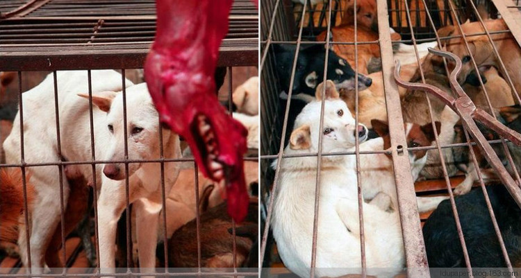 在農(nóng)村偷狗被抓到就是這下場(chǎng)！