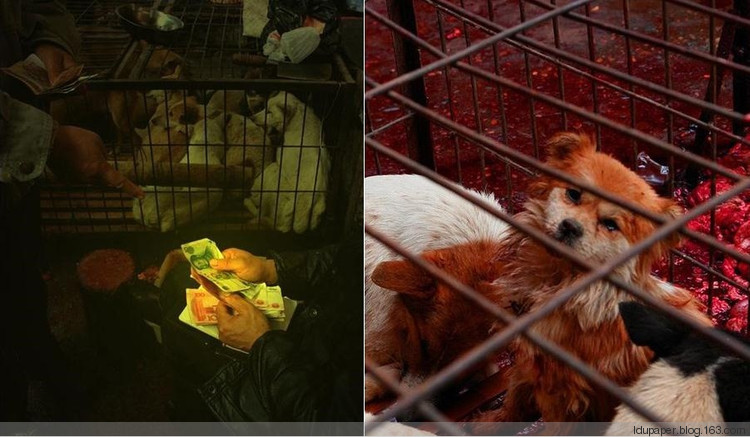 在農(nóng)村偷狗被抓到就是這下場！