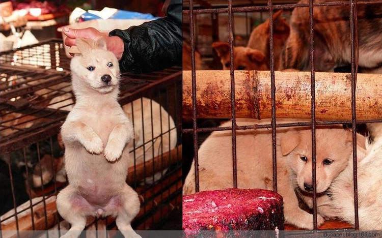 在農(nóng)村偷狗被抓到就是這下場！