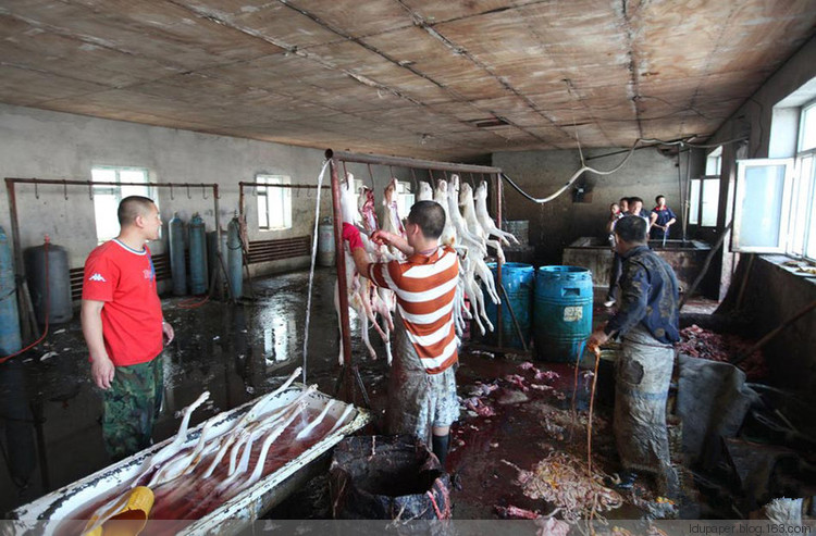 在農(nóng)村偷狗被抓到就是這下場(chǎng)！