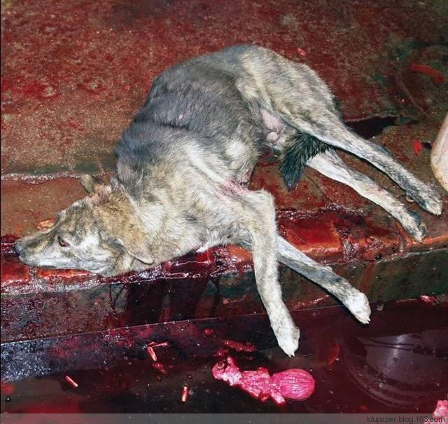 在農(nóng)村偷狗被抓到就是這下場！