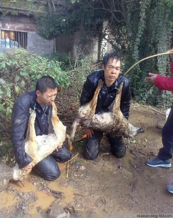 在農(nóng)村偷狗被抓到就是這下場(chǎng)！