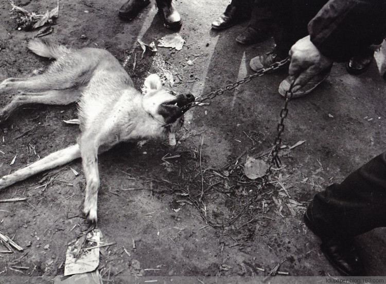 在農(nóng)村偷狗被抓到就是這下場！