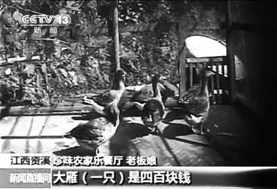 資溪縣珍味農(nóng)家樂餐廳老板娘介紹，店內(nèi)大雁一只要四百元。
