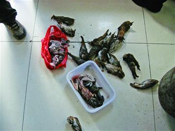 農家宴非法野味招徠顧客 體內含大量病菌