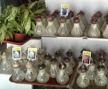 辦公桌盆栽熱銷(xiāo)商家稱(chēng)防輻射 專(zhuān)家建議別當(dāng)真