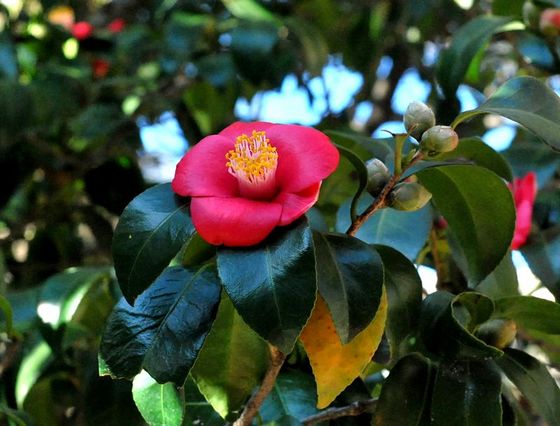 不出青島也看冰雪 細數冬游嶗山極品線路
