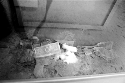 損壞回收的募捐箱堆放在街頭（左圖），募捐箱里的捐款已發(fā)霉（右圖）。網(wǎng)友供圖