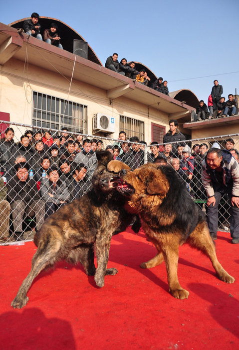 山西舉辦犬王爭(zhēng)霸賽 名犬激烈撲咬血腥十足