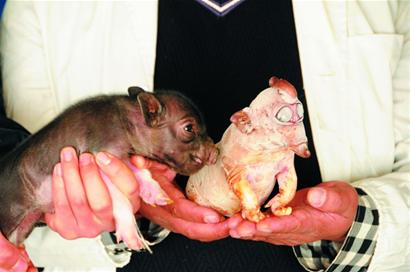 和一起出生的小豬崽相比，“小象豬”確實不一樣。