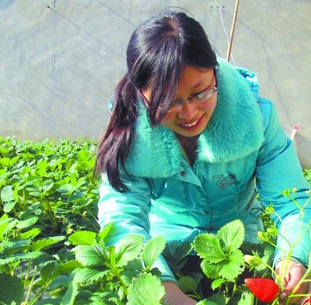 貴族草莓一顆賣(mài)十元 喂牛奶荷蘭熊蜂授粉