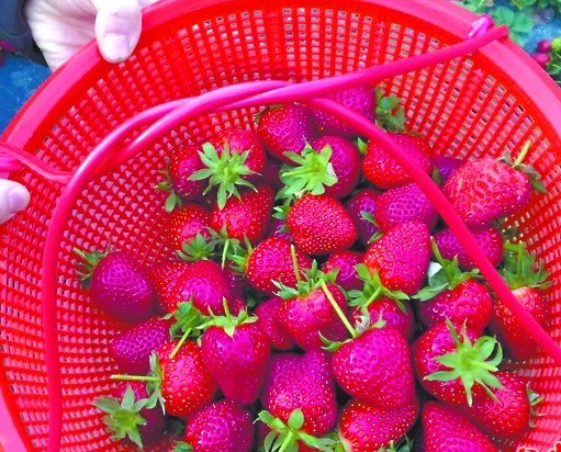 貴族草莓一顆賣(mài)十元 喂牛奶荷蘭熊蜂授粉