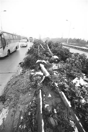昨天，慈溪勝新線，樹木橫七豎八地倒在中央綠化帶上