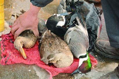 冰河下迷藥 野鴨遭殺戮 冰河下迷藥 野鴨遭殺戮