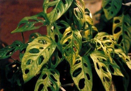 凈化空氣綠植盤點(diǎn)