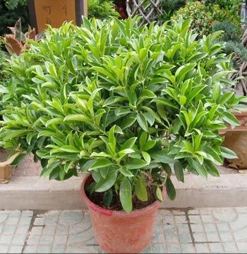 凈化空氣綠植盤點