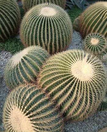 凈化空氣綠植盤(pán)點(diǎn)