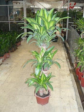 凈化空氣綠植盤點