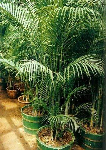 凈化空氣綠植盤點