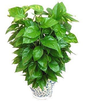 凈化空氣綠植盤點(diǎn)