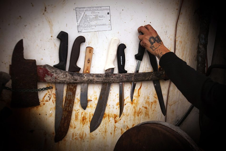 殘忍的魚翅產業(yè)