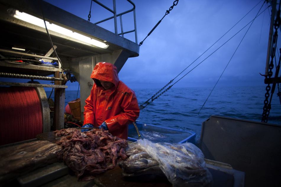 殘忍的魚翅產(chǎn)業(yè)