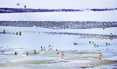 千只野鴨風河下游覓食 千只野鴨風河下游覓食
