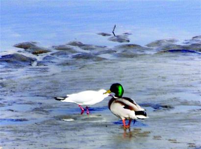 千只野鴨風河下游覓食 千只野鴨風河下游覓食