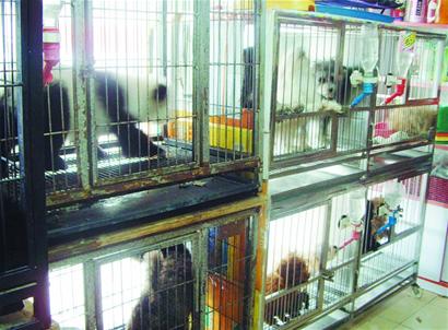 寵物春節(jié)入托要看店家臉色 價格猛漲一鋪難求 寵物春節(jié)入托要看店家臉色 價格猛漲一鋪難求