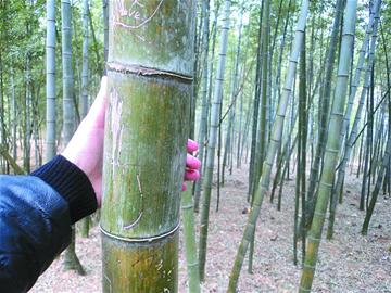 嶗山47年產(chǎn)下7萬(wàn)海青竹筍 成片竹海 嶗山47年產(chǎn)下7萬(wàn)海青竹筍 成片竹海