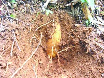 嶗山47年產(chǎn)下7萬(wàn)海青竹筍 成片竹海 嶗山47年產(chǎn)下7萬(wàn)海青竹筍 成片竹海