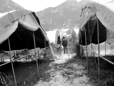 1月29日，偏橋村的蘑菇大棚，種植設(shè)備已被撤離，開春能不能種蘑菇還是個(gè)未知數(shù)。新京報(bào)記者 孟祥超 攝