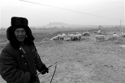 1月14日，大同縣東閣老山村一名段姓村民在放羊。他借錢買了30只羊準(zhǔn)備以此致富。