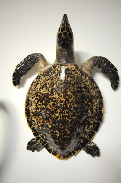 珍貴玳瑁標(biāo)本現(xiàn)身青島 晶瑩剔透價(jià)值不菲 珍貴玳瑁標(biāo)本現(xiàn)身青島 晶瑩剔透價(jià)值不菲