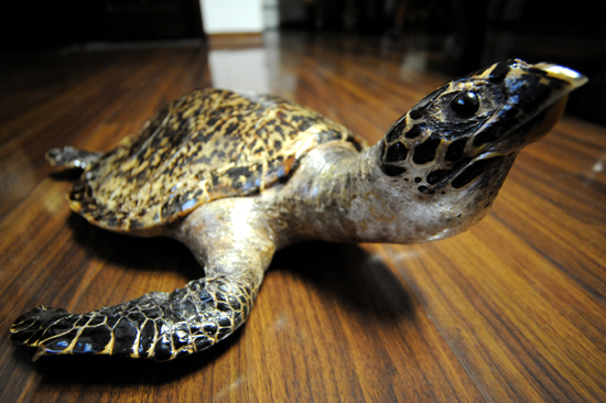 珍貴玳瑁標(biāo)本現(xiàn)身青島 晶瑩剔透價(jià)值不菲 珍貴玳瑁標(biāo)本現(xiàn)身青島 晶瑩剔透價(jià)值不菲