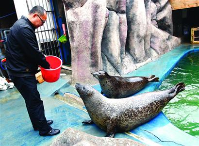 青島海豹明星全國(guó)征婚 吃營(yíng)養(yǎng)魚丸補(bǔ)身體