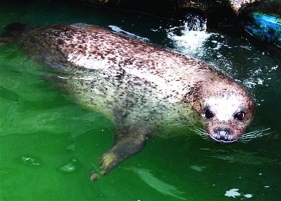 青島海豹明星全國(guó)征婚 吃營(yíng)養(yǎng)魚丸補(bǔ)身體