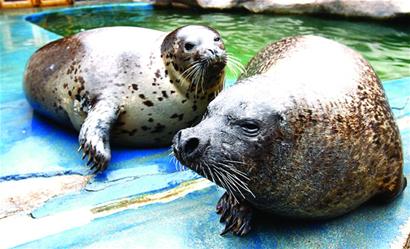 青島海豹明星全國(guó)征婚 吃營(yíng)養(yǎng)魚丸補(bǔ)身體