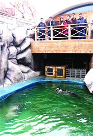 青島海豹明星全國(guó)征婚 吃營(yíng)養(yǎng)魚丸補(bǔ)身體